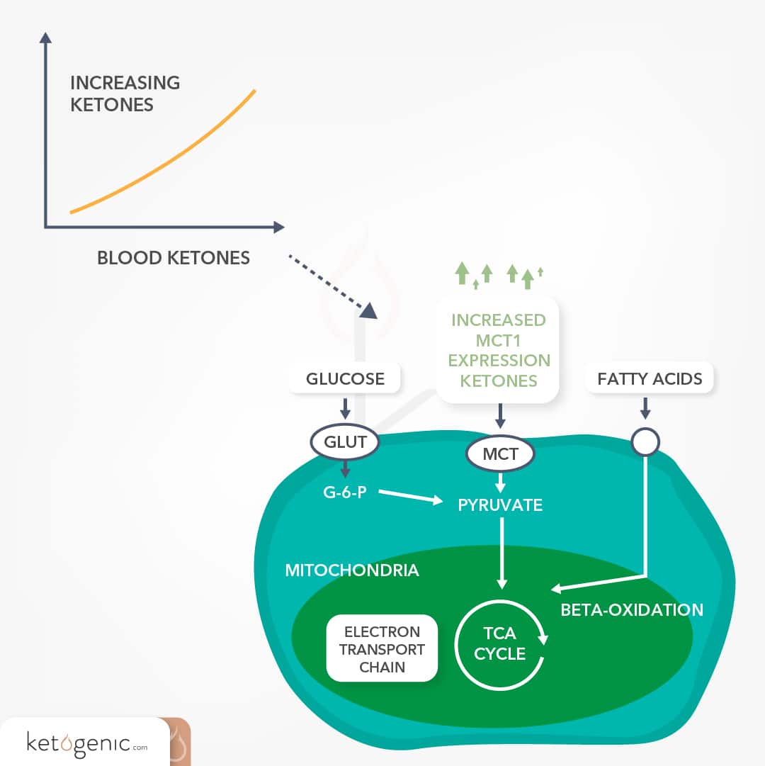 blood ketones and keto fuel sources