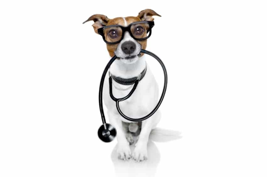 probiotics and pet health