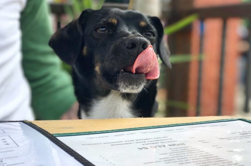 dog friendly restaurants