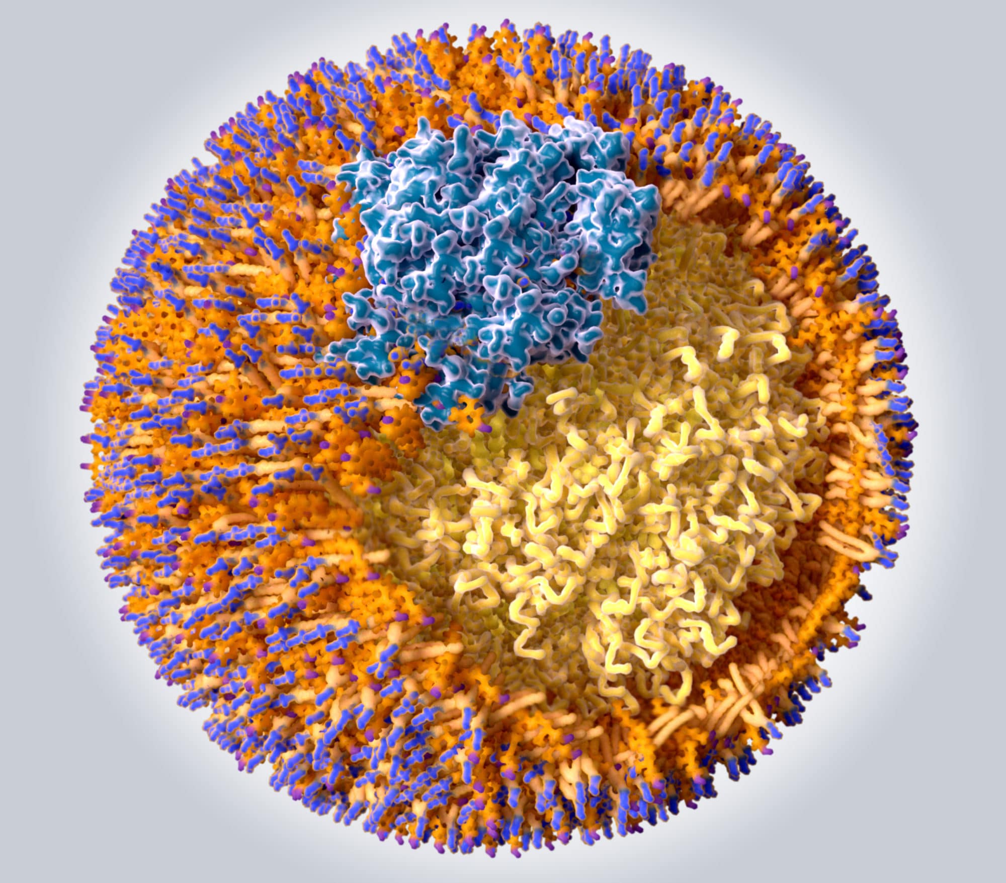 Ldl Cancer Cardiovascular Disease: The Role of Inflammation and Oxidized LDL ...