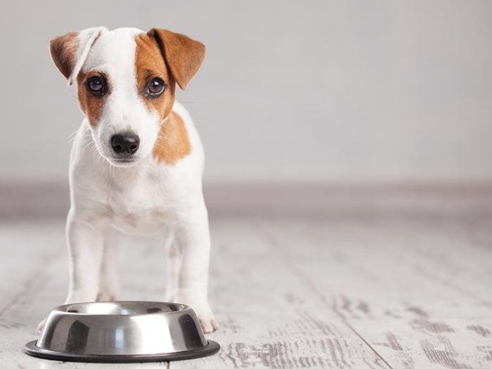 keto diet for dogs