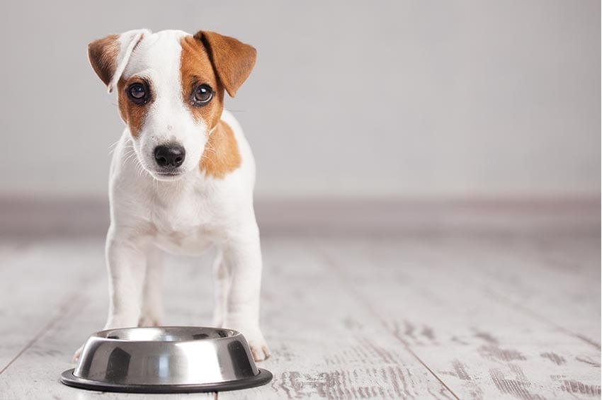 keto diet for dogs