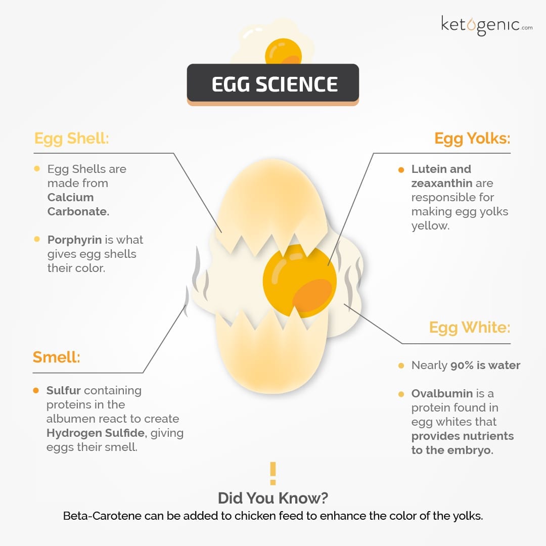 Egg_Science- facts