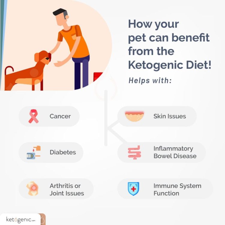 Benefits of a Ketogenic Diet for Dogs Keto Lifestyle
