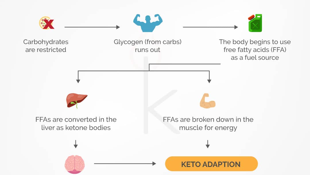 what are ketogenic diets