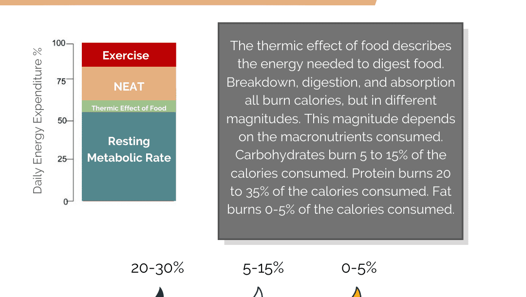 thermic effect of food