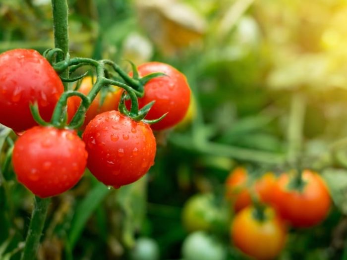 Cherry tomatoes are keto in small amount