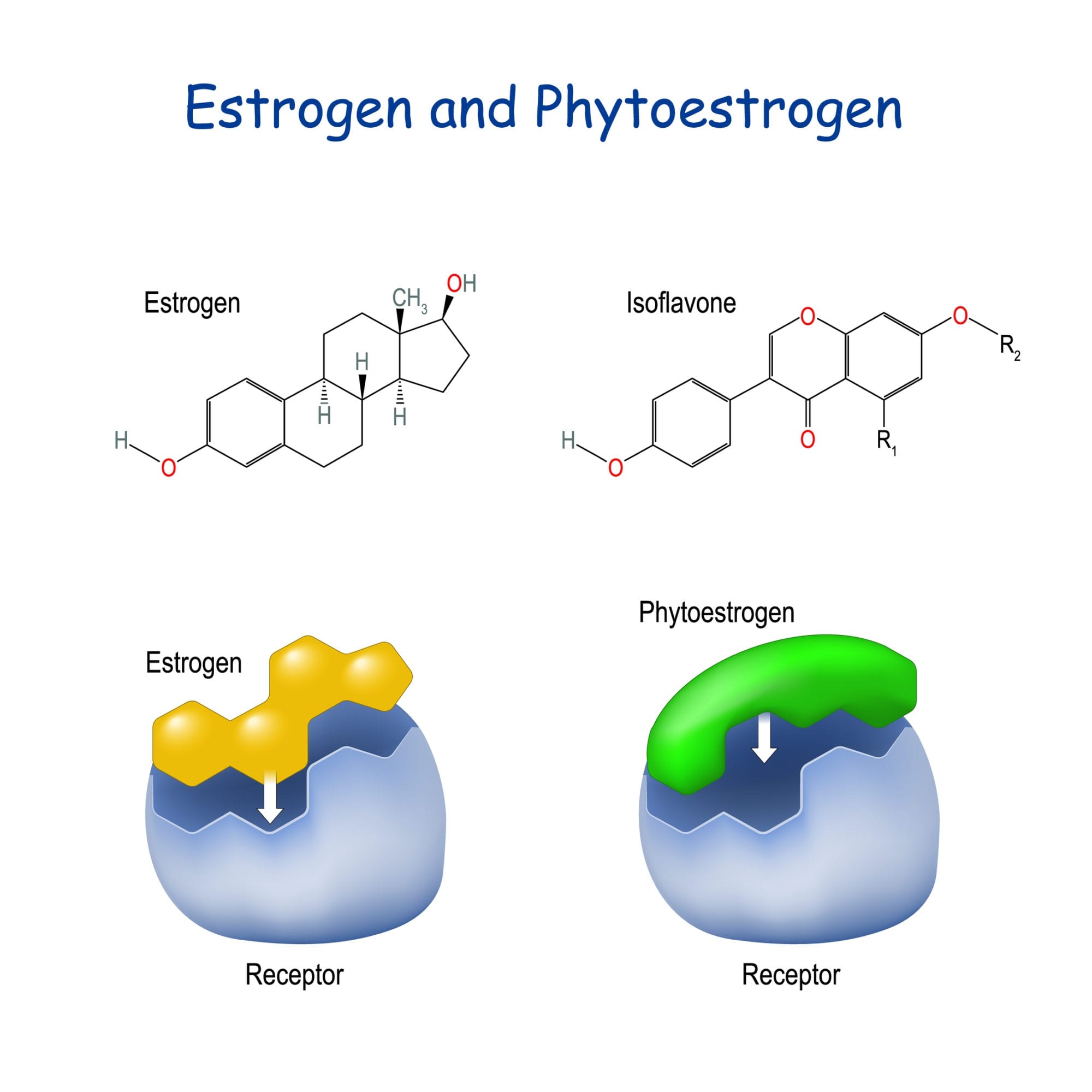 A Closer Look At Soy Protein