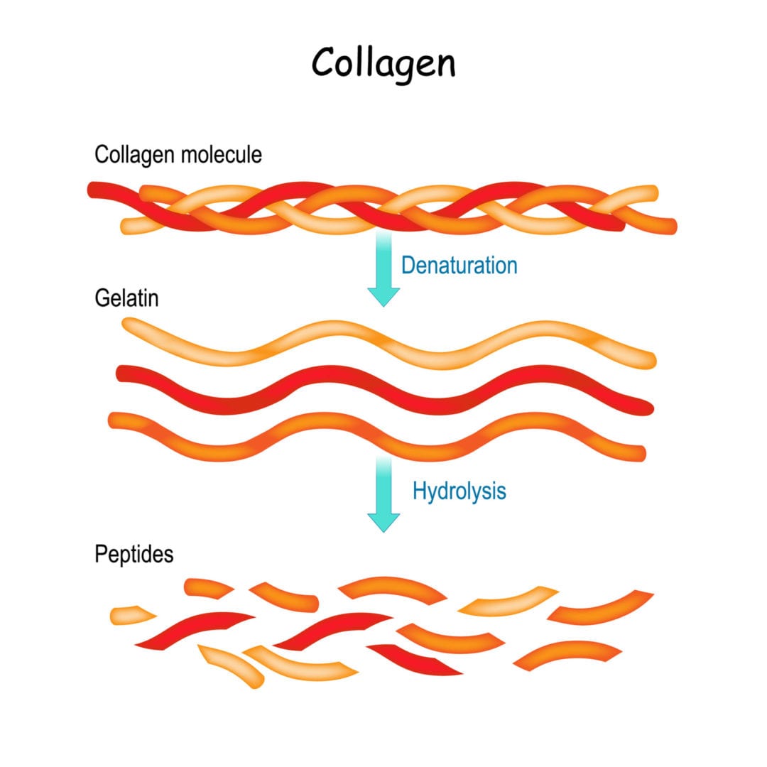 Benefits of Collagen on the Ketogenic Diet LaptrinhX / News