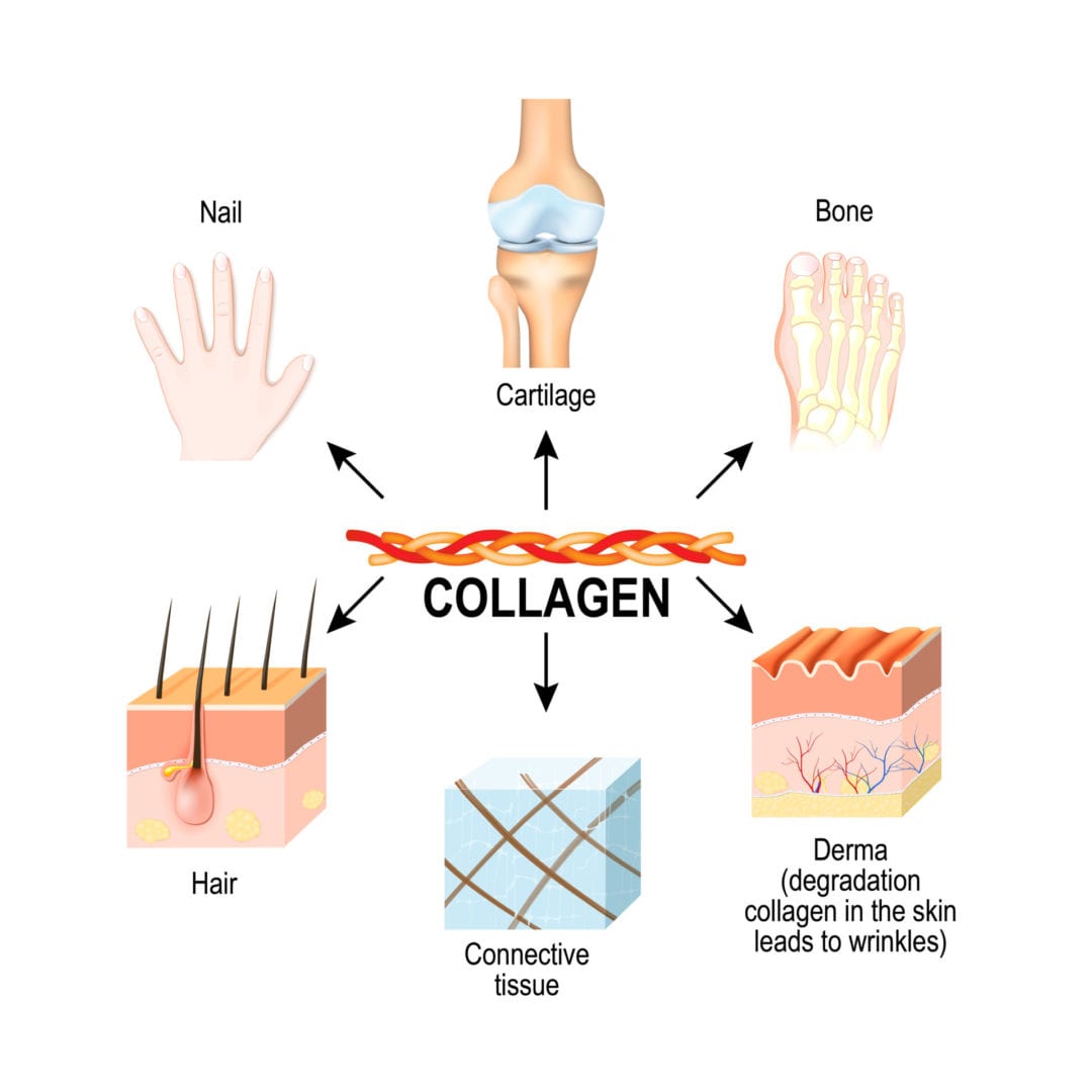 Benefits of Collagen on the Ketogenic Diet | LaptrinhX / News