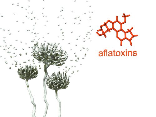 aflatoxin