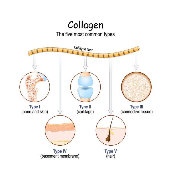 different types of collagen