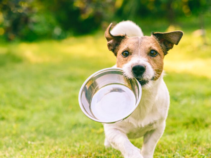 Feeding the ketogenic diet for dogs