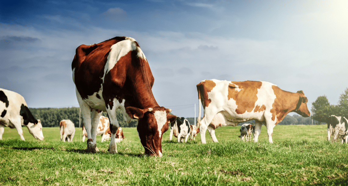 Astaxanthin supplier Astaxanthin supplier