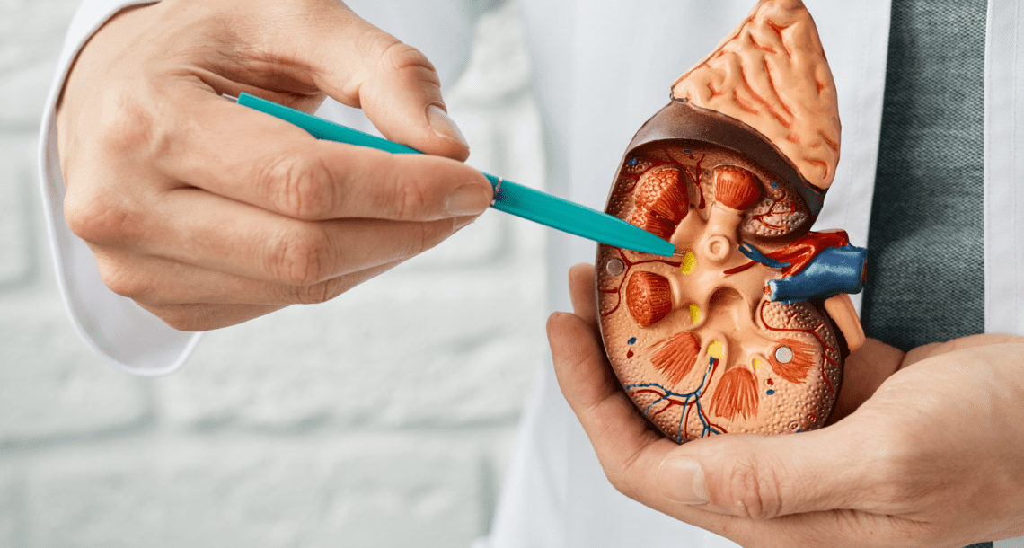 Polycystic kidney disease demonstration