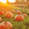 Keto pumpkins